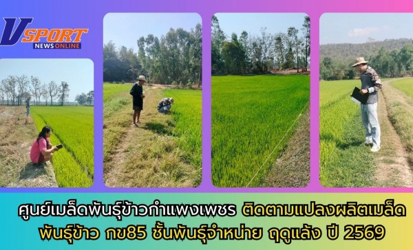 กำแพงเพชร-ศูนย์เมล็ดพันธุ์ข้าวกำแพงเพชร ติดตามแปลงผลิตเมล็ดพันธุ์ข้าว กข85 ชั้นพันธุ์จำหน่าย ฤดูแล้ง ปี 2569