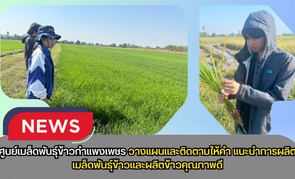 กำแพงเพชร-ศูนย์เมล็ดพันธุ์ข้าวกำแพงเพชร วางแผนและติดตามให้คำแนะนำ การผลิตเมล็ดพันธุ์ข้าวและผลิตข้าวคุณภาพดี