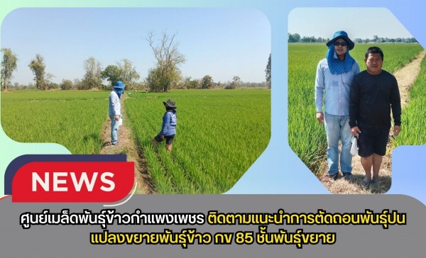 กำแพงเพชร-ศูนย์เมล็ดพันธุ์ข้าวกำแพงเพชร ติดตามแนะนำการตัดถอนพันธุ์ปนแปลงขยายพันธุ์ข้าว กข 85 ชั้นพันธุ์ขยาย