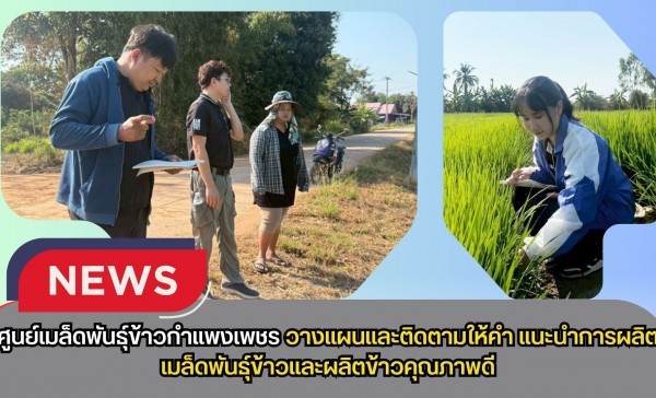 กำแพงเพชร-ศูนย์เมล็ดพันธุ์ข้าวกำแพงเพชร วางแผนและติดตามให้คำแนะนำ การผลิตเมล็ดพันธุ์ข้าวและผลิตข้าวคุณภาพดี