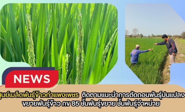 กำแพงเพชร-ศูนย์เมล็ดพันธุ์ข้าวกำแพงเพชร ติดตามแนะนำการตัดถอนพันธุ์ปนแปลงขยายพันธุ์ข้าว กข 85 ชั้นพันธุ์ขยาย ชั้นพันธุ์จำหน่าย
