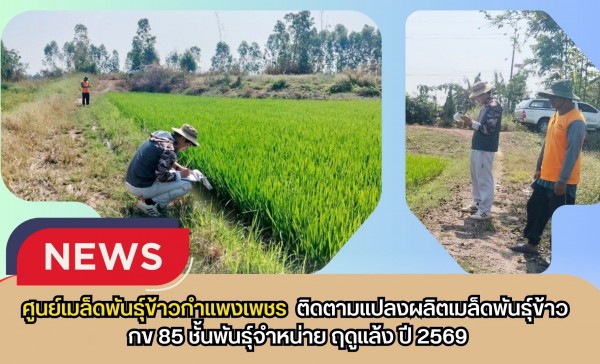 กำแพงเพชร-ศูนย์เมล็ดพันธุ์ข้าวกำแพงเพชร ติดตามแปลงผลิตเมล็ดพันธุ์ข้าว กข 85 ชั้นพันธุ์จำหน่าย ฤดูแล้ง ปี 2569
