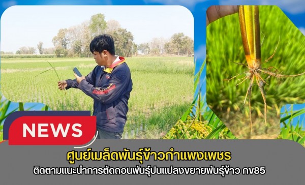กำแพงเพชร-ศูนย์เมล็ดพันธุ์ข้าวกำแพงเพชร ติดตามแนะนำการตัดถอนพันธุ์ปนแปลงขยายพันธุ์ข้าว กข85 ชั้นพันธุ์ขยายชั้นพันธุ์จำหน่าย ฤดูแล้ง ปี2569