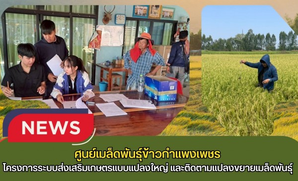 กำแพงเพชร-ศูนย์เมล็ดพันธุ์ข้าวกำแพงเพชร โครงการระบบส่งเสริมเกษตรแบบแปลงใหญ่ ปี 2569 และติดตามแปลงขยายเมล็ดพันธุ์ ฤดูแล้ง