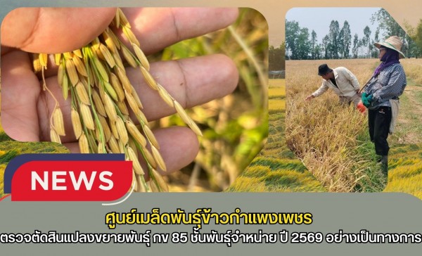 กำแพงเพชร-ศูนย์เมล็ดพันธุ์ข้าวกำแพงเพชร เข้าตรวจตัดสินแปลงขยายพันธุ์ กข 85 ชั้นพันธุ์จำหน่าย ปี 2569 อย่างเป็นทางการ