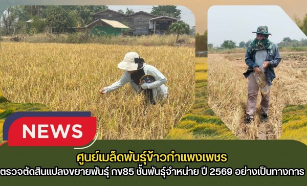 กำแพงเพชร-ศูนย์เมล็ดพันธุ์ข้าวกำแพงเพชร ตรวจตัดสินแปลงขยายพันธุ์ กข85 ชั้นพันธุ์จำหน่าย ปี 2569
