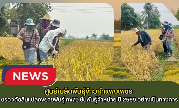 กำแพงเพชร-ศูนย์เมล็ดพันธุ์ข้าวกำแพงเพชร ตรวจตัดสินแปลงขยายพันธุ์ กข79 ชั้นพันธุ์จำหน่าย ปี 2569 อย่างเป็นทางการ