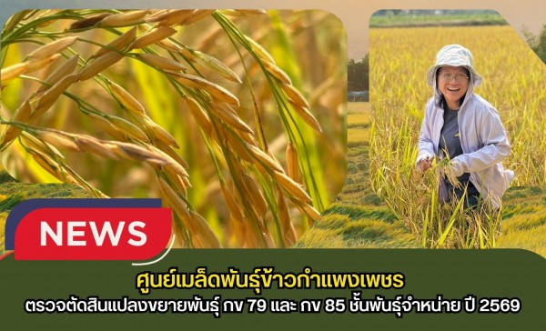 กำแพงเพชร-ศูนย์เมล็ดพันธุ์ข้าวกำแพงเพชร ตรวจตัดสินแปลงขยายพันธุ์ กข 79 และ กข 85 ชั้นพันธุ์จำหน่าย ปี 2569