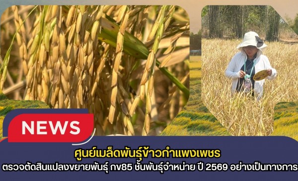 กำแพงเพชร-ศูนย์เมล็ดพันธุ์ข้าวกำแพงเพชร ตรวจตัดสินแปลงขยายพันธุ์ กข85 ชั้นพันธุ์จำหน่าย ปี 2569 อย่างเป็นทางการ