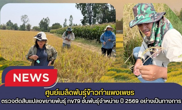 กำแพงเพชร-ศูนย์เมล็ดพันธุ์ข้าวกำแพงเพชร ตรวจตัดสินแปลงขยายพันธุ์ กข79 ชั้นพันธุ์จำหน่าย ปี 2569 อย่างเป็นทางการ