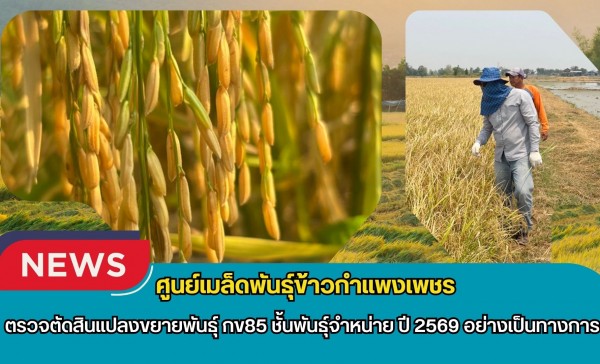 กำแพงเพชร-ศูนย์เมล็ดพันธุ์ข้าวกำแพงเพชร ตรวจตัดสินแปลงขยายพันธุ์ กข85 ชั้นพันธุ์จำหน่าย ปี 2569 อย่างเป็นทางการ