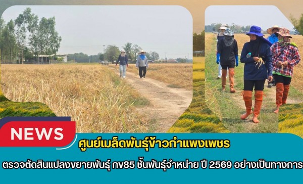 กำแพงเพชร-ศูนย์เมล็ดพันธุ์ข้าวกำแพงเพชร ตรวจตัดสินแปลงขยายพันธุ์ กข85 ชั้นพันธุ์จำหน่าย ปี 2569 อย่างเป็นทางการ