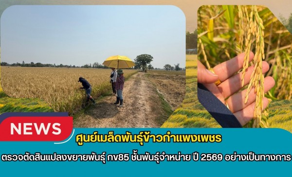 กำแพงเพชร-ศูนย์เมล็ดพันธุ์ข้าวกำแพงเพชร ตรวจตัดสินแปลงขยายพันธุ์ กข85 ชั้นพันธุ์จำหน่าย ปี 2569 อย่างเป็นทางการ