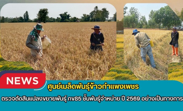กำแพงเพชร-ศูนย์เมล็ดพันธุ์ข้าวกำแพงเพชร ตรวจตัดสินแปลงขยายพันธุ์ กข85 ชั้นพันธุ์จำหน่าย ปี 2569 อย่างเป็นทางการ