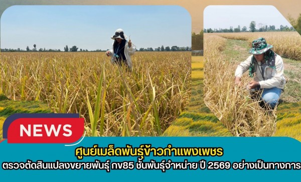 กำแพงเพชร-ศูนย์เมล็ดพันธุ์ข้าวกำแพงเพชร ตรวจตัดสินแปลงขยายพันธุ์ กข85 ชั้นพันธุ์จำหน่าย ปี 2569 อย่างเป็นทางการ