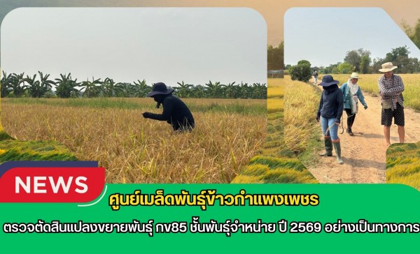 กำแพงเพชร-ศูนย์เมล็ดพันธุ์ข้าวกำแพงเพชร ตรวจตัดสินแปลงขยายพันธุ์ กข85 ชั้นพันธุ์จำหน่าย ปี 2569 อย่างเป็นทางการ