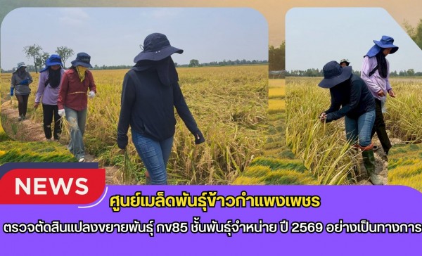 กำแพงเพชร-ศูนย์เมล็ดพันธุ์ข้าวกำแพงเพชร ตรวจตัดสินแปลงขยายพันธุ์ กข85 ชั้นพันธุ์จำหน่าย ปี 2569 อย่างเป็นทางการ