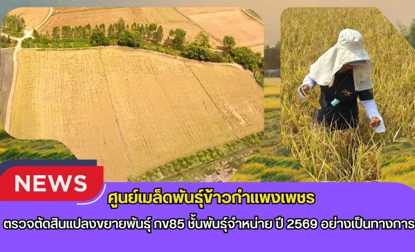 กำแพงเพชร-ศูนย์เมล็ดพันธุ์ข้าวกำแพงเพชร ตรวจตัดสินแปลงขยายพันธุ์ กข85 ชั้นพันธุ์จำหน่าย ปี 2569 อย่างเป็นทางการ
