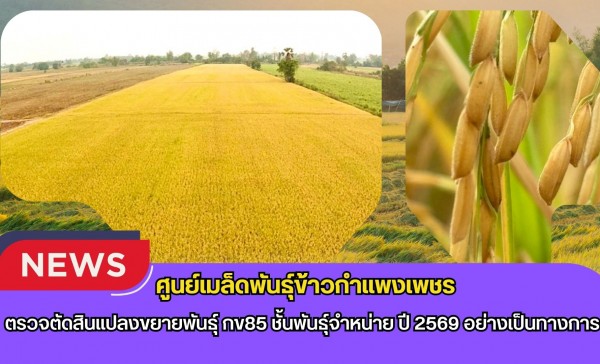 กำแพงเพชร-ศูนย์เมล็ดพันธุ์ข้าวกำแพงเพชร ตรวจตัดสินแปลงขยายพันธุ์ กข85 ชั้นพันธุ์จำหน่าย ปี 2569 อย่างเป็นทางการ
