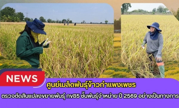 กำแพงเพชร-ศูนย์เมล็ดพันธุ์ข้าวกำแพงเพชร ตรวจตัดสินแปลงขยายพันธุ์ กข85 ชั้นพันธุ์จำหน่าย ปี 2569 อย่างเป็นทางการ