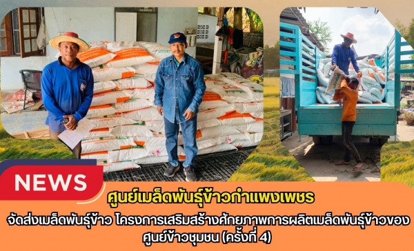 กำแพงเพชร-ศูนย์เมล็ดพันธุ์ข้าวกำแพงเพชร จัดส่งเมล็ดพันธุ์ข้าว โครงการเสริมสร้างศักยภาพการผลิตเมล็ดพันธุ์ข้าวของศูนย์ข้าวชุมชน (ครั้งที่ 4)