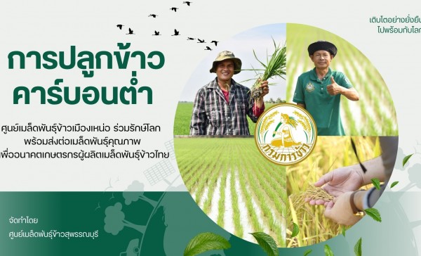 ศูนย์เมล็ดพันธุ์ข้าวสุพรรณบุรี จัดการส่งเสริมการจัดทำแปลงผลิตเมล็ดพันธุ์ข้าวด้วยวิธีการปลูกข้าวคาร์บอนต่ำ เพื่อลดผลกระทบ ต่อสิ่งแวดล้อม