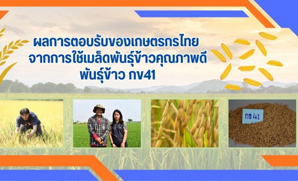 ผลการตอบรับของเกษตรกรไทย จากการใช้เมล็ดพันธุ์ข้าวคุณภาพดี พันธุ์ข้าว กข41 ให้ผลผลิตสูง มีความแข็งแรง และทนทานต่อโรคแมลง ตอบสนองต่อความต้องการของชาวนาเป็นอย่างดี