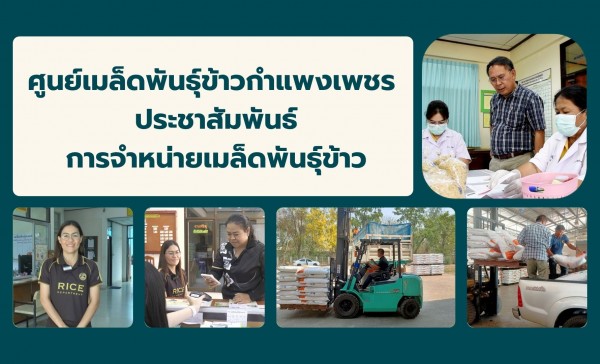 กำแพงเพชร-ศูนย์เมล็ดพันธุ์ข้าวกำแพงเพชร ประชาสัมพันธ์การจำหน่ายเมล็ดพันธุ์ข้าวให้แก่เกษตรกรและผู้ที่สนใจทั่วไป