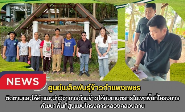 กำแพงเพชร-ศูนย์เมล็ดพันธุ์ข้าวกำแพงเพชร ติดตามและให้คำแนะนำวิชาการด้านข้าวให้กับเกษตรกรในเขตพื้นที่โครงการพัฒนาพื้นที่สูงแบบโครงการหลวงคลองลาน