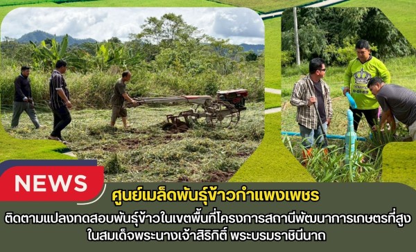 กำแพงเพชร-ศูนย์เมล็ดพันธุ์ข้าวกำแพงเพชร ติดตามแปลงทดสอบพันธุ์ข้าวในเขตพื้นที่โครงการสถานีพัฒนาการเกษตรที่สูง