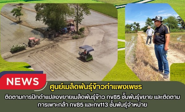 กำแพงเพชร-ศูนย์เมล็ดพันธุ์ข้าวกำแพงเพชร ติดตามการปักดำแปลงขยายเมล็ดพันธุ์ข้าว กข85 ชั้นพันธุ์ขยาย และติดตามการเพาะกล้า กข85 และกข113 ชั้นพันธุ์จำหน่าย