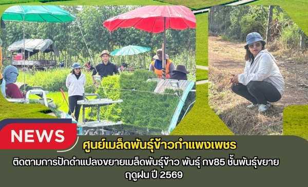 กำแพงเพชร-ศูนย์เมล็ดพันธุ์ข้าวกำแพงเพชร ติดตามการปักดำแปลงขยายเมล็ดพันธุ์ข้าว พันธุ์ กข85 ชั้นพันธุ์ขยาย ฤดูฝน ปี 2569