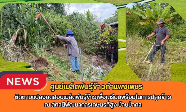 กำแพงเพชร-ศูนย์เมล็ดพันธุ์ข้าวกำแพงเพชร ติดตามแปลงทดสอบเมล็ดพันธุ์ข้าวเพื่อเตรียมพร้อมในการปลูกข้าว ณ สถานีพัฒนาการเกษตรที่สูง บ้านป่าคา
