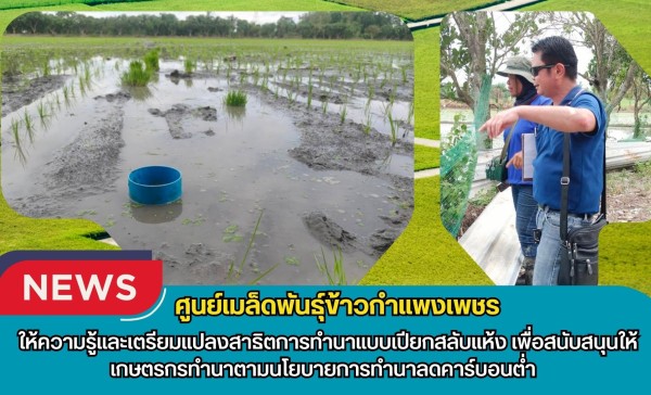 กำแพงเพชร-ศูนย์เมล็ดพันธุ์ข้าวกำแพงเพชร ให้ความรู้และเตรียมแปลงสาธิตการทำนาแบบเปียกสลับแห้ง เพื่อสนับสนุนให้เกษตรกรทำนาตามนโยบายการทำนาลดคาร์บอนต่ำ