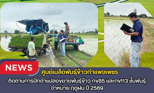 กำแพงเพชร-ศูนย์เมล็ดพันธุ์ข้าวกำแพงเพชร ติดตามการปักดำแปลงขยายพันธุ์ข้าว กข85 และกข113 ชั้นพันธุ์จำหน่าย ฤดูฝน ปี2569