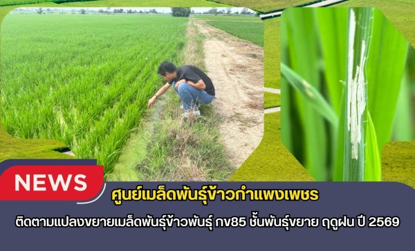 กำแพงเพชร-ศูนย์เมล็ดพันธุ์ข้าวกำแพงเพชรพันธุ์ ติดตามแปลงขยายเมล็ดพันธุ์ข้าวพันธุ์ กข85 ชั้นพันธุ์ขยาย ฤดูฝน ปี 2569