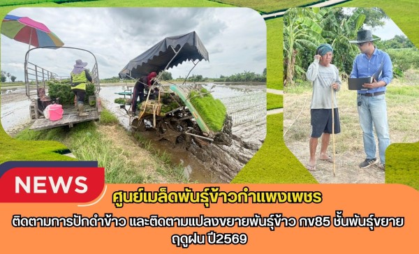 กำแพงเพชร-ศูนย์เมล็ดพันธุ์ข้าวกำแพงเพชร ติดตามการปักดำข้าว และติดตามแปลงขยายพันธุ์ข้าว กข85 ชั้นพันธุ์ขยาย ฤดูฝน ปี2569