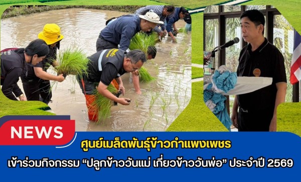 กำแพงเพชร-ศูนย์เมล็ดพันธุ์ข้าวกำแพงเพชร เข้าร่วมกิจกรรม “ปลูกข้าววันแม่ เกี่ยวข้าววันพ่อ” ประจำปี 2569