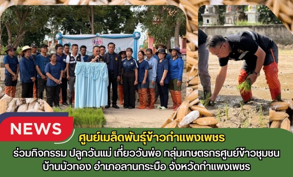 กำแพงเพชร-ศูนย์เมล็ดพันธุ์ข้าวกำแพงเพชร ร่วมกิจกรรมปลูกวันแม่ เกี่ยววันพ่อ กลุ่มเกษตรกรศูนย์ข้าวชุมชนบ้านบัวทอง