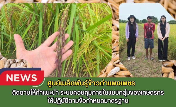 กำแพงเพชร-ศูนย์เมล็ดพันธุ์ข้าวกำแพงเพชร ติดตามให้คำแนะนำ ระบบควบคุมภายในแบบกลุ่มของเกษตรกรให้ปฏิบัติตามข้อกำหนดมาตรฐาน