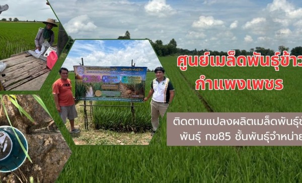 กำแพงเพชร-ศูนย์เมล็ดพันธุ์ข้าวกำแพงเพชร ติดตามแปลงผลิตเมล็ดพันธุ์ข้าวพันธุ์ กข85 ชั้นพันธุ์จำหน่าย ฤดูฝน ปี 2569