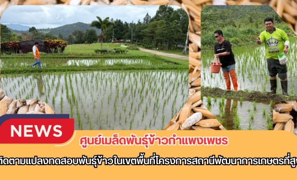 กำแพงเพชร-ศูนย์เมล็ดพันธุ์ข้าวกำแพงเพชร ติดตามแปลงทดสอบพันธุ์ข้าวในเขตพื้นที่โครงการสถานีพัฒนาการเกษตรที่สูง