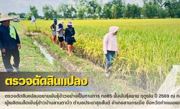 กำแพงเพชร-ศูนย์เมล็ดพันธุ์ข้าวกำแพงเพชร ตรวจตัดสินแปลงขยายพันธุ์ข้าวอย่างเป็นทางการ กข85 ชั้นพันธุ์ขยาย ฤดูฝน ปี2569 ณ กลุ่มผู้ผลิตเมล็ดพันธุ์ข้าวบ้านลานตาบัว