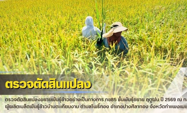 กำแพงเพชร-ศูนย์เมล็ดพันธุ์ข้าวกำแพงเพชร ตรวจตัดสินแปลงขยายพันธุ์ข้าวอย่างเป็นทางการ กข85 ชั้นพันธุ์ขยาย ฤดูฝน ปี2569 ณ กลุ่มผู้ผลิตเมล็ดพันธุ์ข้าวบ้านตะเคียนงาม
