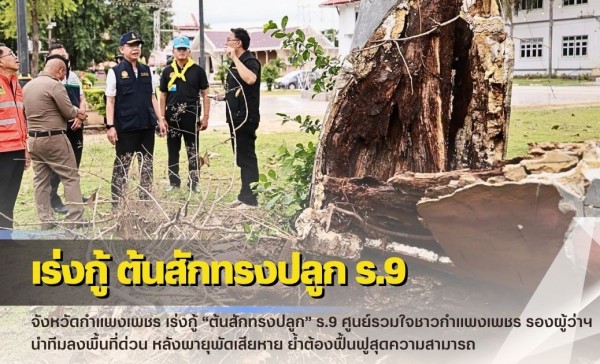 กำแพงเพชร-เร่งกู้ “ต้นสักทรงปลูก” ร.9 ศูนย์รวมใจชาวกำแพงเพชร รองผู้ว่าฯ นำทีมลงพื้นที่ด่วน หลังพายุพัดเสียหาย ย้ำต้องฟื้นฟูสุดความสามารถ