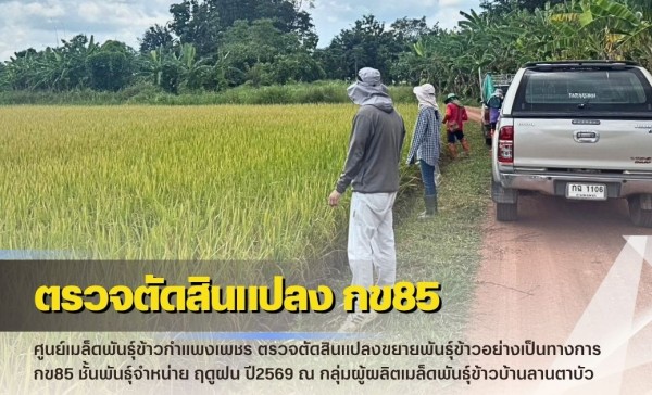 กำแพงเพชร-ศูนย์เมล็ดพันธุ์ข้าวกำแพงเพชร ตรวจตัดสินแปลงขยายพันธุ์ข้าวอย่างเป็นทางการ กข85 ชั้นพันธุ์จำหน่าย ฤดูฝน ปี2569