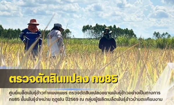 กำแพงเพชร-ศูนย์เมล็ดพันธุ์ข้าวกำแพงเพชร ตรวจตัดสินแปลงขยายพันธุ์ข้าวอย่างเป็นทางการ กข85 ชั้นพันธุ์จำหน่าย ฤดูฝน ปี2569
