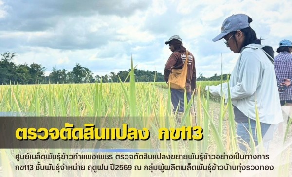 กำแพงเพชร-ศูนย์เมล็ดพันธุ์ข้าวกำแพงเพชร ตรวจตัดสินแปลงขยายพันธุ์ข้าวอย่างเป็นทางการ กข113 ชั้นพันธุ์จำหน่าย ฤดูฝน ปี2569