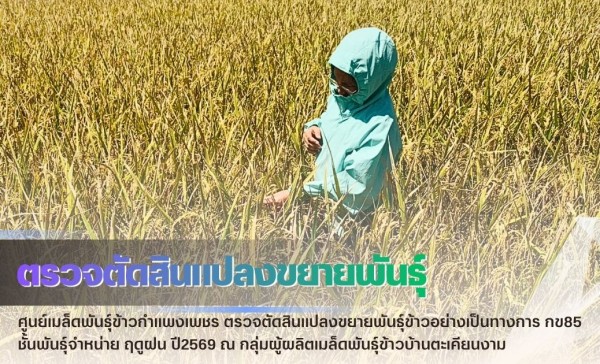 กำแพงเพชร-ศูนย์เมล็ดพันธุ์ข้าวกำแพงเพชร ตรวจตัดสินแปลงขยายพันธุ์ข้าวอย่างเป็นทางการ กข85 ชั้นพันธุ์จำหน่าย ฤดูฝน ปี2569