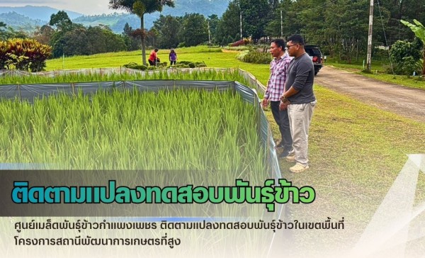 กำแพงเพชร-ศูนย์เมล็ดพันธุ์ข้าวกำแพงเพชร ติดตามแปลงทดสอบพันธุ์ข้าวในเขตพื้นที่โครงการสถานีพัฒนาการเกษตรที่สูง